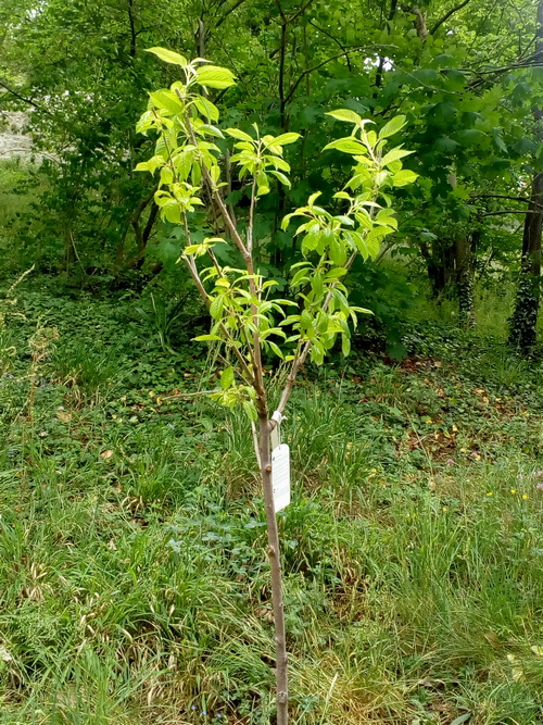IUn nouveau cerisier à la Sarra