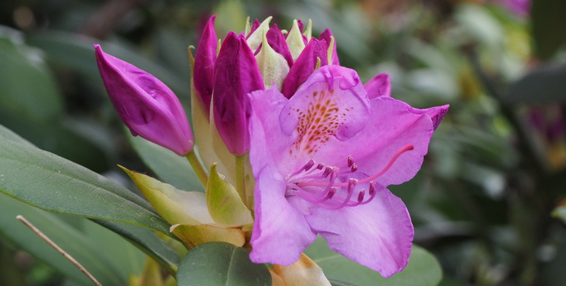 Rhododendron mai 2023