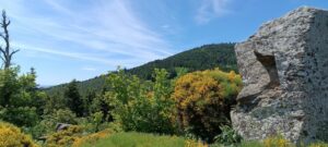 Lettre de nouvelles du 29 mai 2025 : Appels aux dons