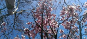 Lettre de nouvelles du 3 Avril 2026 : Pâques !